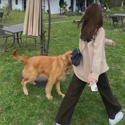 白马王子
